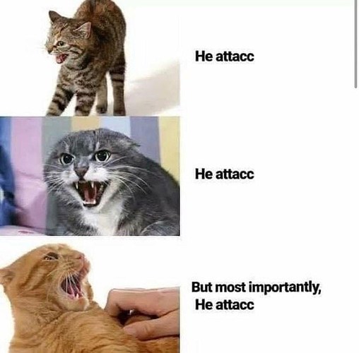 cat-he-attacc-he-attacc-but-most-importantly-he-attacc