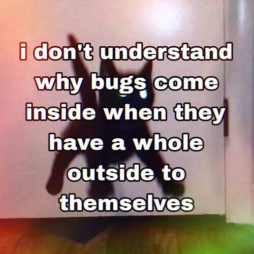 dont-understand-why-bugs-come-inside-they-have-whole-outside-themselves