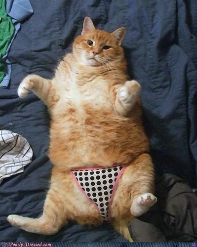 come-on-that-cat-is-way-too-fat-for-that-underwear