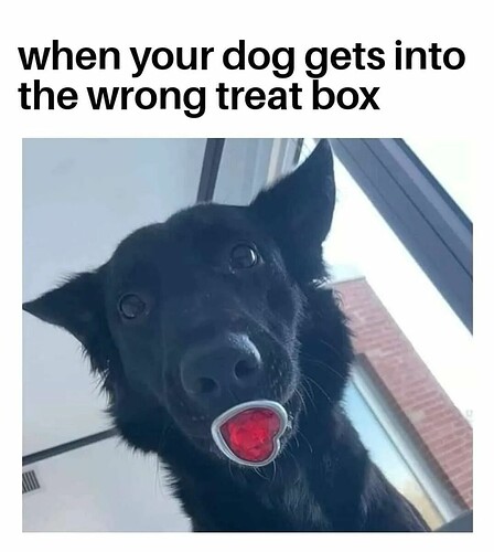 doggo-wrong-treat