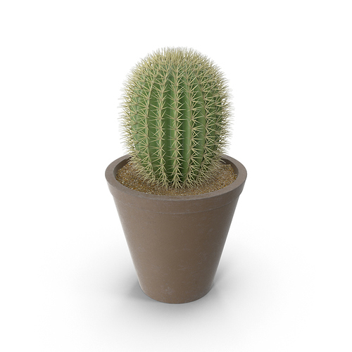 cactus-y1vnYy0-600