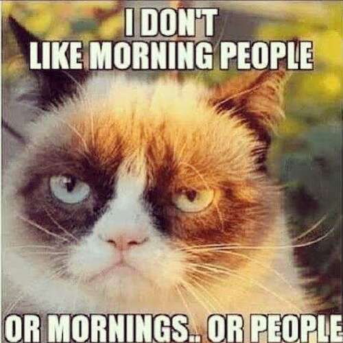 grumpy cat no like mornings or people