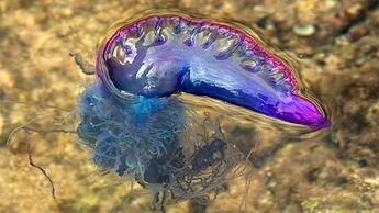 Man 'o war