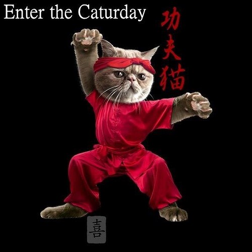 enter-the-caturday