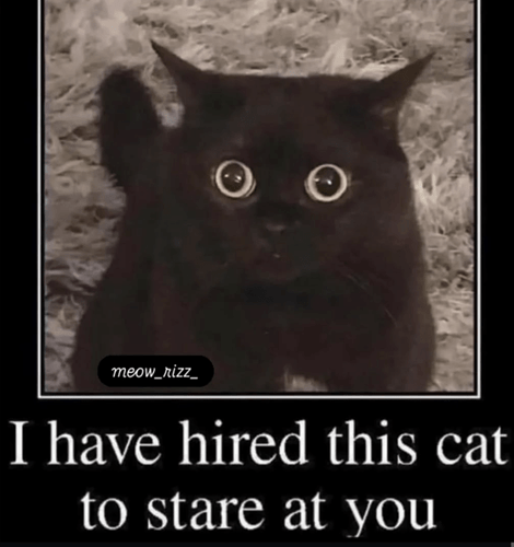 meow_rizz_-have-hired-this-cat-stare-at