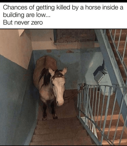 animal-chances-getting-killed-by-horse-inside-building-are-low-but-never-zero