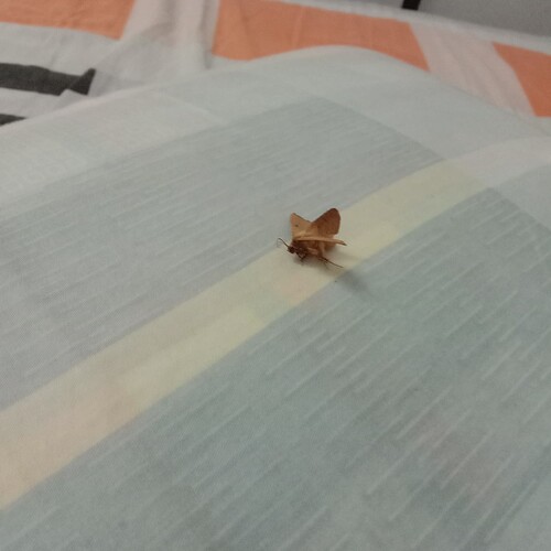 16461539004531363748234272184482