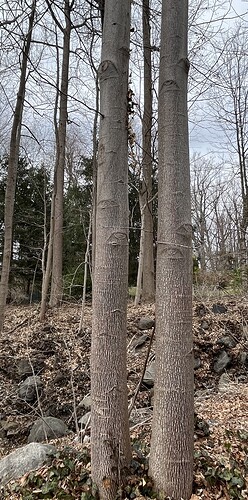 IMG_8379