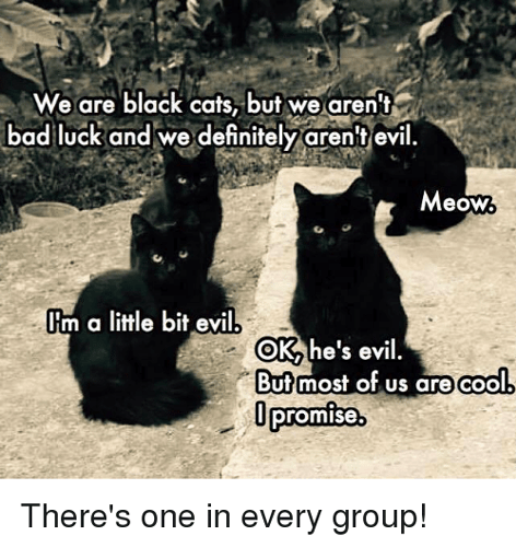 we-are-black-cats-but-we-arent-bad-luck-and-12826907
