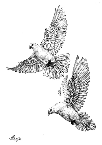 dove-drawing-images-36