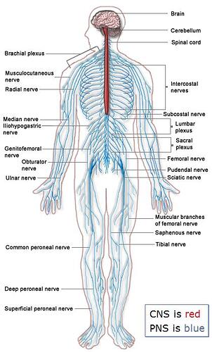 nervous_system_pd421px