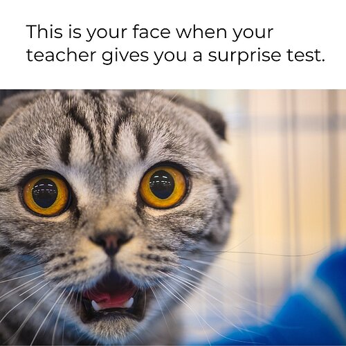 canva-grey-photographic-cat-funny-meme-agQIyDo91bQ