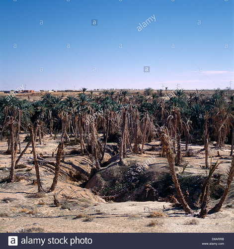 tozeur-tunisia-dying-oasis-due-to-falling-water-table-D8ARRB