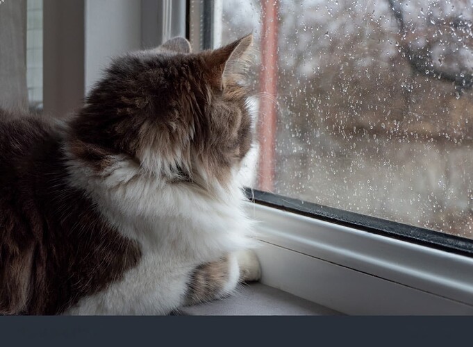 Cat and me