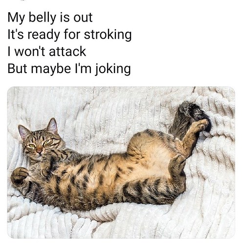 cat-my-belly-is-out-s-ready-stroking-wont-attack-but-maybe-lm-joking