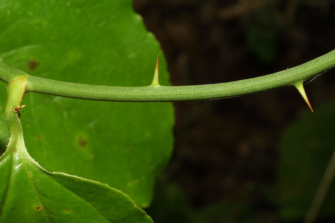 Smilax_rotundifolia_Vanderbilt_thorns