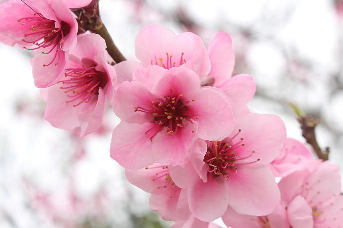 wonderful-close-up-of-blooming-cherry-blossom-pink-flowers-with-blurry-background-ana-fidalgo