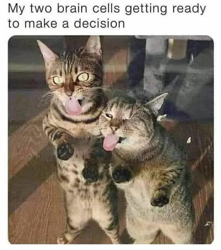 cat-my-two-brain-cells-getting-ready-make-decision