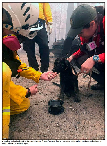 pup-rescue2