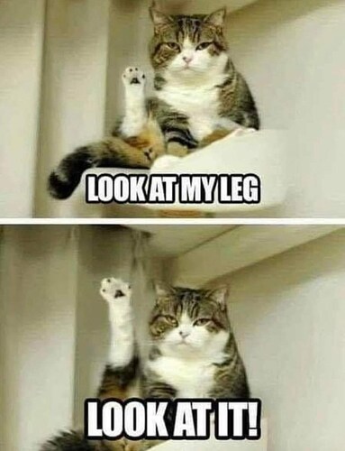 cat-look-at-my-leg-look-at