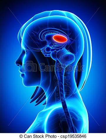 anatomie-cerveau-thalamus-femme-dessin_csp19535846