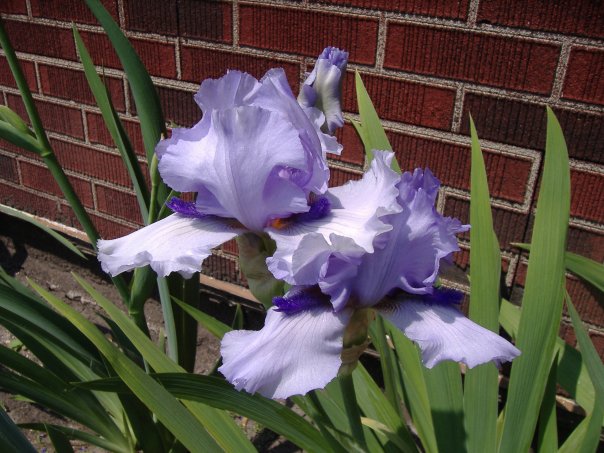 Alien%20Mist%20irises