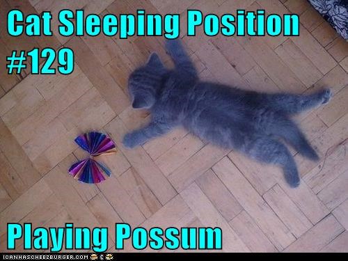cat-sleeping-position-129
