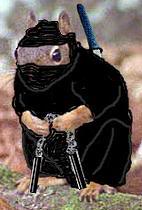 ninja-squirrel