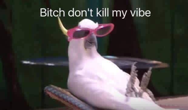 cockatoo%20-%20bitch%20dont%20kill%20my%20vibe