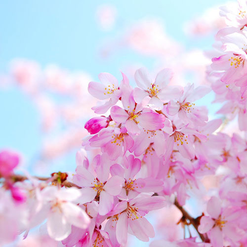 CherryBlossom