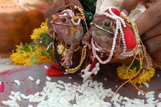 frog%20marriage%20india