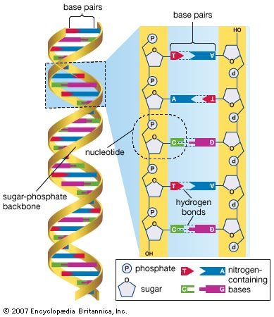 human-genome-deoxyribonucleic-acid-base-pairs-bases