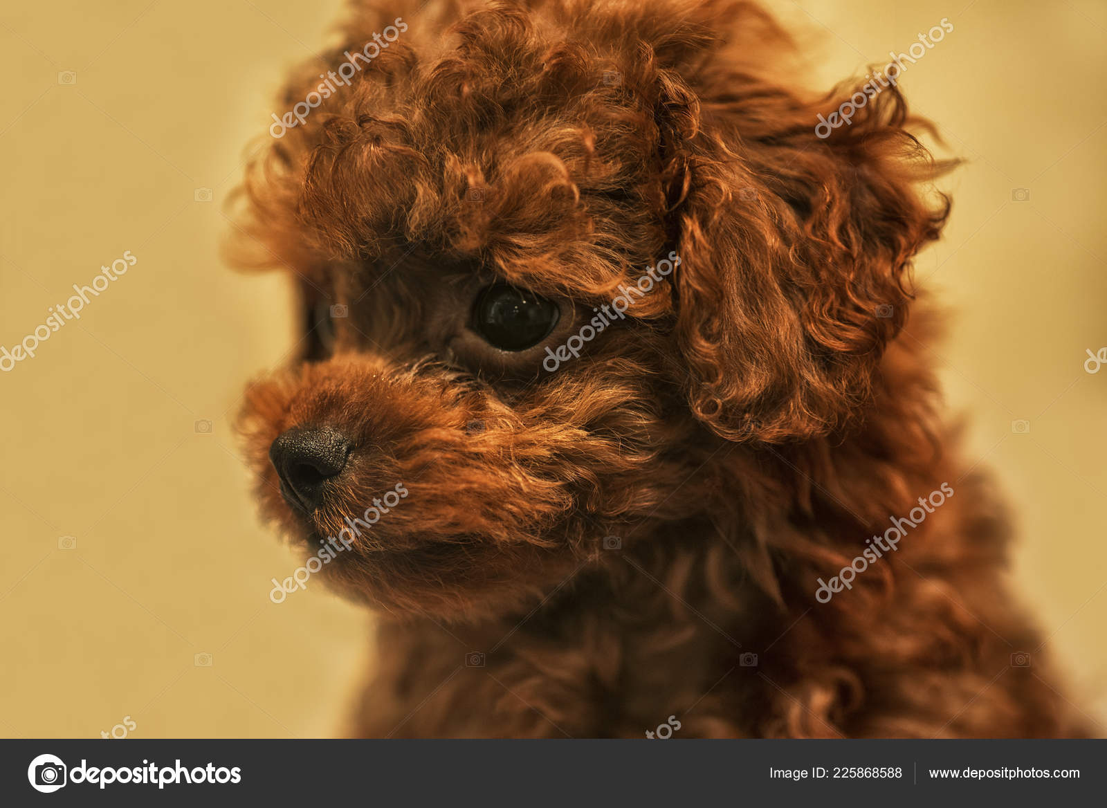 depositphotos_225868588-stock-photo-little-brown-dog-puppy-little
