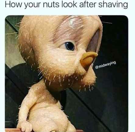 7-how-your-nuts-look-after-shaving-funny-adult-meme-wCPHHZ