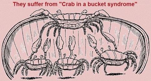 crab in bucket
