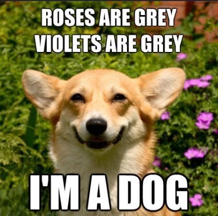 doggo-roses-are-grey