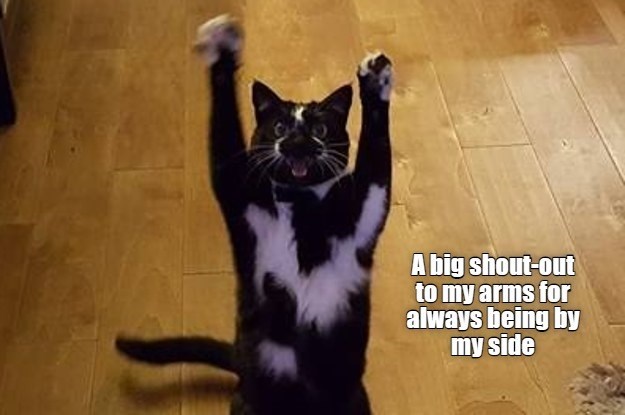 cat-always-reaching-for-the-stars