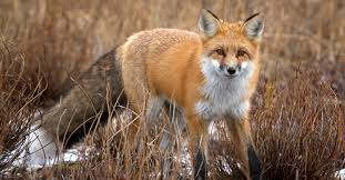 red fox