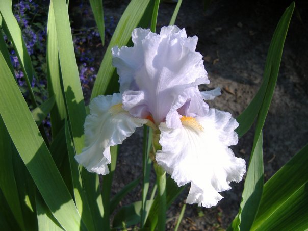 All%20American%20iris