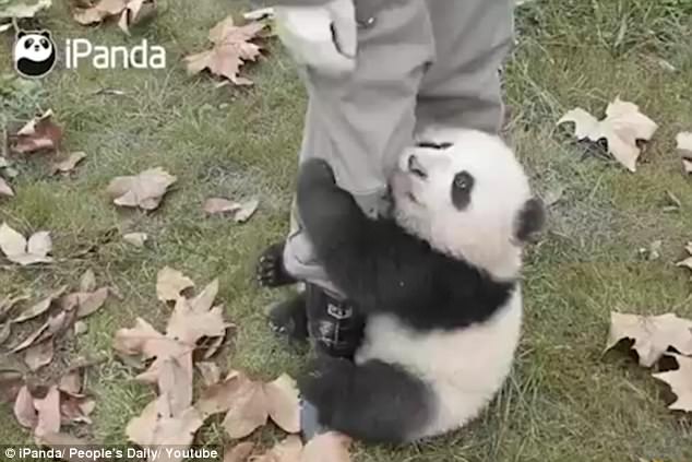 4283557800000578-4714096-Just_a_hug_A_panda_cub_in_China_got_its_arms_and_legs_clung_on_a-a-27_1500555555246