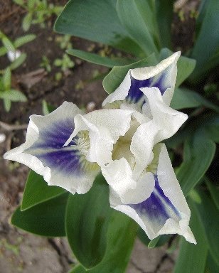 Gentle%20Grace%20standard%20dwarf%20bearded%20iris