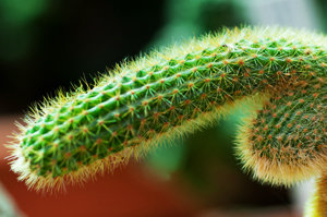 cactus_is16073197Small_low_res