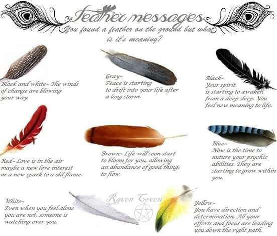 Feather Symbology Divination Become A Living God