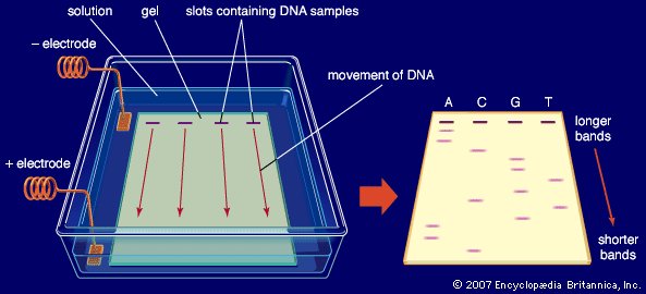 gel-electric-field-agarose-buffer-solution-DNA