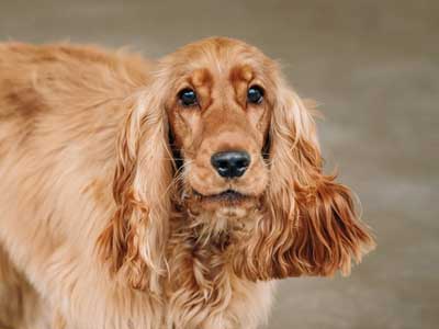 English-Cocker-Spaniel-1