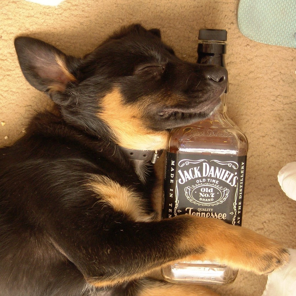 Drunk dog. Бутылка для щенков. Собака и бутылка. Собака бухает. Бухло для собак.