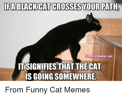 ifa-black-cat-crosses-vour-path-funny-catmames-x-itsignifies-that-6905514