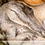 Catzhulius