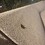 friendofbugs