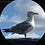 Nickolas_Pane